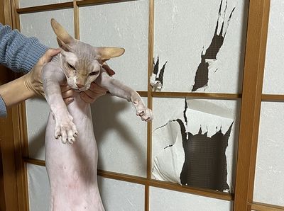 無毛貓「爆打紙門」留清晰爪痕　被抱起示眾還臭臉不服氣