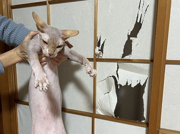 ▲。（圖／翻攝自X／@irumandal）