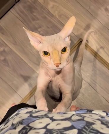 ▲。（圖／翻攝自X／@irumandal）