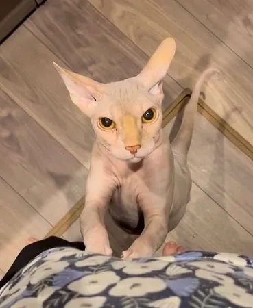 ▲。（圖／翻攝自X／@irumandal）