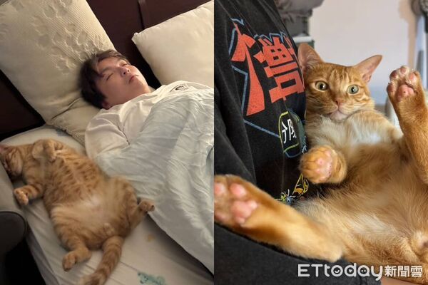 橘貓咪咪亂入牌局。（圖／Threads@__oscar1210__提供）