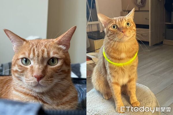 橘貓咪咪亂入牌局。（圖／Threads@__oscar1210__提供）