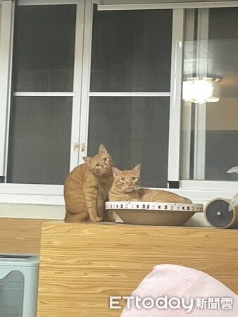 橘貓咪咪亂入牌局。（圖／Threads@__oscar1210__提供）