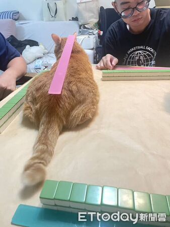 橘貓咪咪亂入牌局。（圖／Threads@__oscar1210__提供）