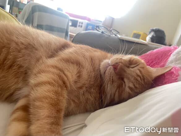 橘貓咪咪亂入牌局。（圖／Threads@__oscar1210__提供）