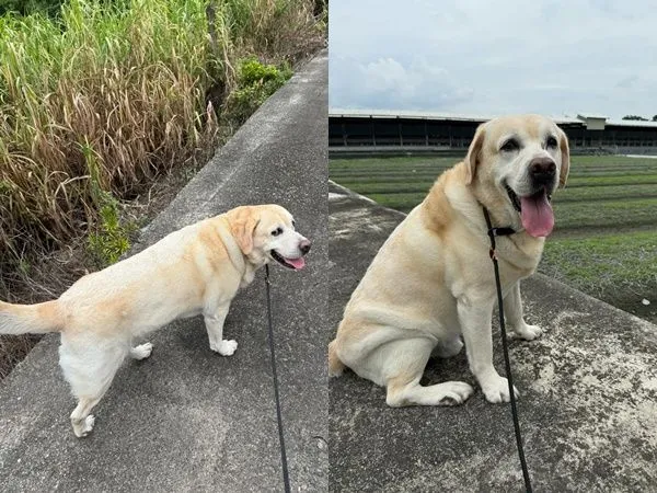 ▲▼警犬福星粉專突關閉！警方發聲明回應：照顧員記2申誡。（圖／翻攝新北市政府警察局警犬隊threads）