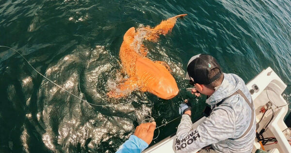 國外科學家近日在哥斯大黎加托圖格羅國家公園（Tortuguero National Park），意外發現1尾全身呈亮橘色的鯊魚。（圖／翻攝自臉書，Parismina Domus Dei）