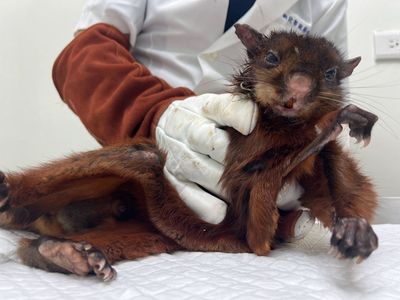 「滑翔高手」摔落水溝! 台灣特有大赤鼯鼠獲救畫面曝