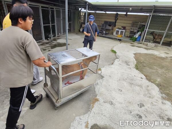 ▲▼     比特犬Lucky        。（圖／記者游瓊華翻攝）