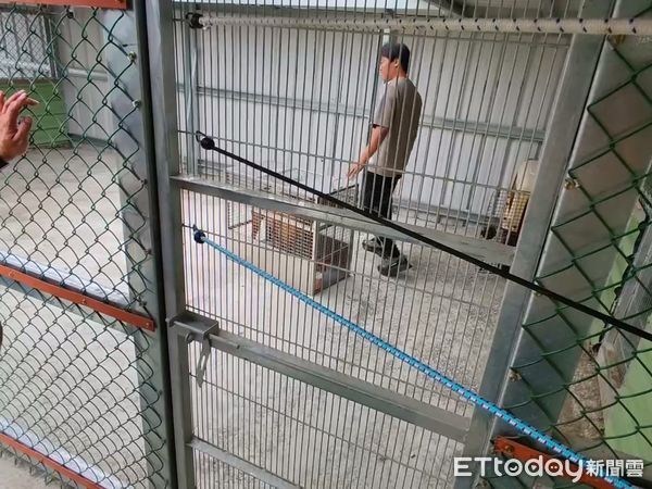 ▲▼ 比特犬Lucky 。（圖／記者游瓊華翻攝）
