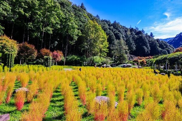 ▲杉林溪今年首次大規模種植波波草，數量達6000棵。（圖／翻攝自Facebook／愛上杉林溪）
