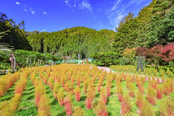 ▲杉林溪今年首次大規模種植波波草，數量達6000棵。（圖／翻攝自Facebook／愛上杉林溪）