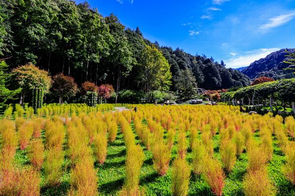 ▲杉林溪今年首次大規模種植波波草，數量達6000棵。（圖／翻攝自Facebook／愛上杉林溪）