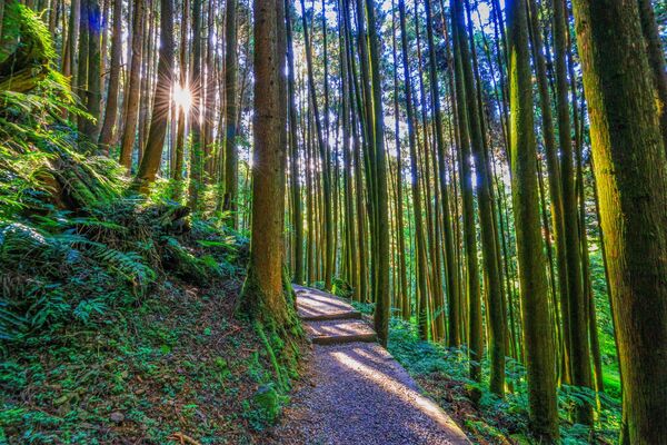 ▲杉林溪今年首次大規模種植波波草，數量達6000棵。（圖／翻攝自Facebook／愛上杉林溪）