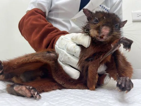 三芝水溝驚見「大赤鼯鼠」！滑翔高手摔傷獲救。（新北市動保處提供）