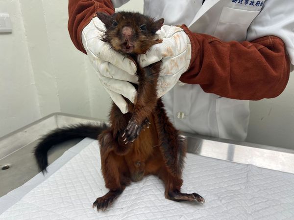 獲救的大赤鼯鼠呆萌模樣。（新北市動保處提供）