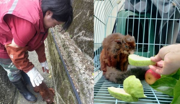 動保員從水溝救起大赤鼯鼠後，餵食芭樂、蘋果補充體力。（新北市動保處提供）