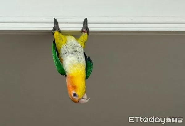 ▲。（圖／Threads@liniling_10提供，請勿隨意翻拍，以免侵權。）