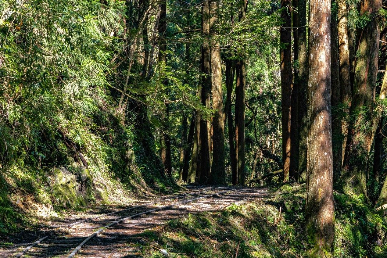 阿里山秋季最Chill玩法，！五奇美景＋秘境路線一次蒐集 不必趕日出，入住英迪格輕鬆暢遊阿里山（圖／阿里山英迪格酒店提供）