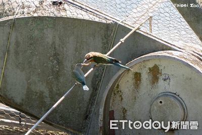 北動「蜂虎菜鳥」新生報到! 首度自然繁殖成功正努力學飛打獵