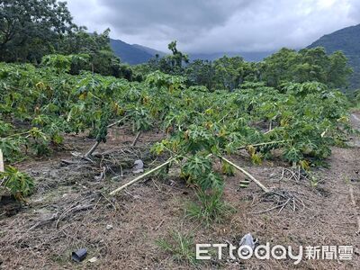 楊柳受創!花蓮光復木瓜現金救助每公頃10萬 受理申請至9/11
