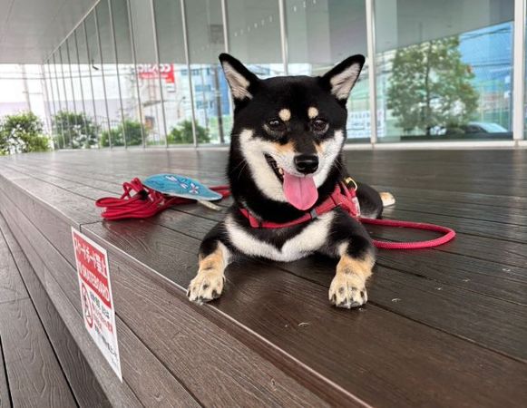 ▲。（圖／翻攝自X／@haruyokoi3347）