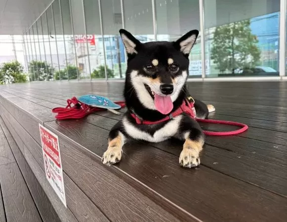 ▲。（圖／翻攝自X／@haruyokoi3347）