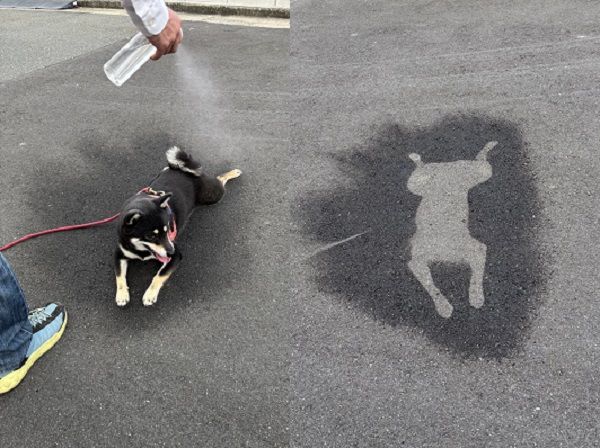 ▲。（圖／翻攝自X／@haruyokoi3347）