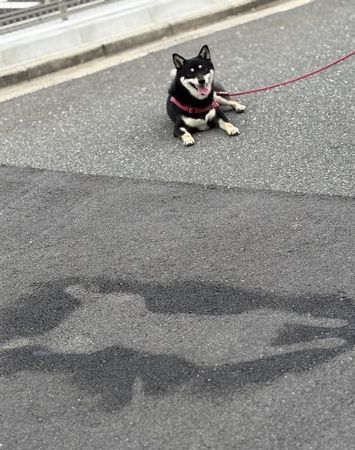 ▲。（圖／翻攝自X／@haruyokoi3347）