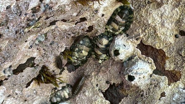 ▲新北市東北角「鐵甲石鱉」。（圖／新北市漁業處提供）