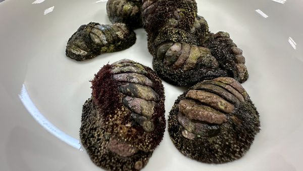▲新北市東北角「鐵甲石鱉」。（圖／新北市漁業處提供）