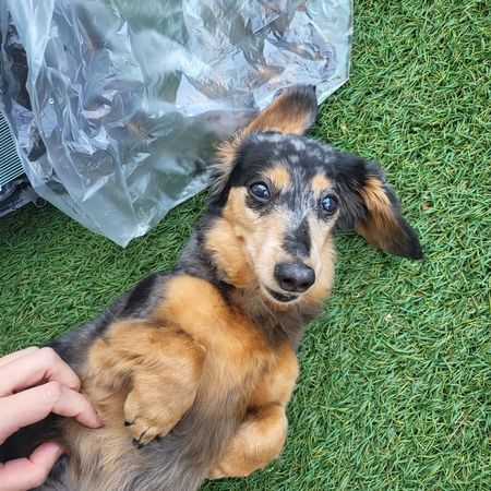 ▲▼鐘鉉,Roo,星露。（圖／翻攝自Instagram）