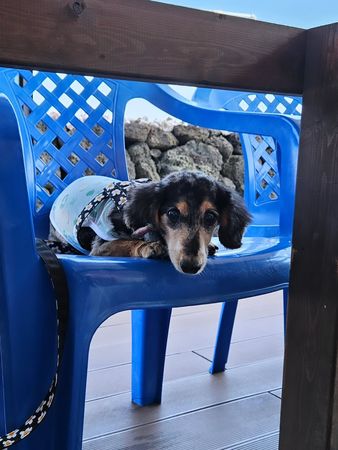 ▲▼鐘鉉,Roo,星露。（圖／翻攝自Instagram）