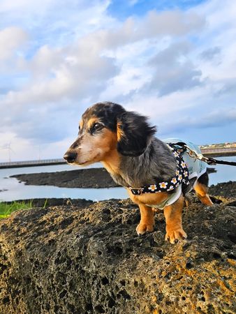 ▲▼鐘鉉,Roo,星露。（圖／翻攝自Instagram）