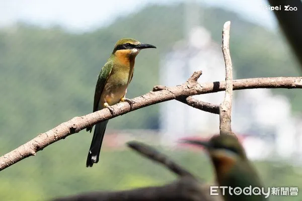 ▲。（圖／翻攝自臺北市立動物園）