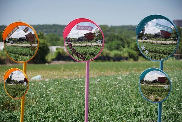 ▲大溪韭菜花今（29日）花況約3成，有5大裝置免費拍。（圖／桃園市農業局提供）