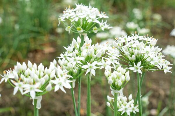 ▲大溪韭菜花今（29日）花況約3成，有5大裝置免費拍。（圖／桃園市農業局提供）