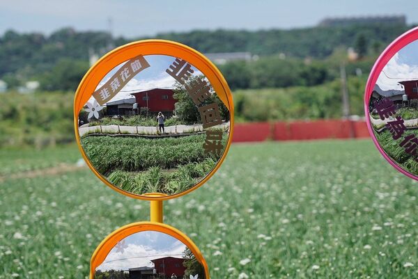 ▲大溪韭菜花今（29日）花況約3成，有5大裝置免費拍。（圖／桃園市農業局提供）