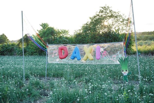 ▲大溪韭菜花今（29日）花況約3成，有5大裝置免費拍。（圖／桃園市農業局提供）