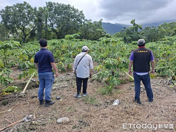 ▲▼受楊柳颱風強風侵襲，光復鄉木瓜有主幹折斷傾倒等嚴重災情。（圖／花蓮縣政府提供，下同）