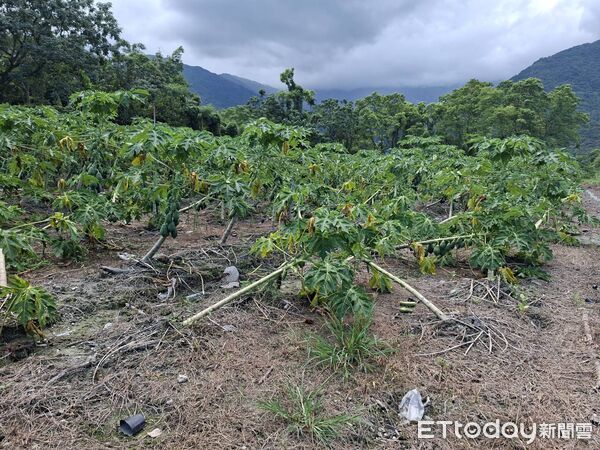 ▲▼受楊柳颱風強風侵襲，光復鄉木瓜有主幹折斷傾倒等嚴重災情。（圖／花蓮縣政府提供，下同）