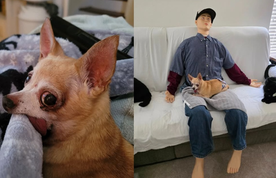 吉娃娃太黏「沒趴主人腿上就生病」　女幫牠做「專屬把拔」爆紅