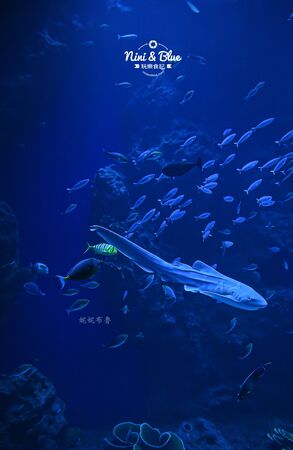 ▲▼台中海洋館。（圖／部落客NINI AND BLUE 玩樂食記授權提供）