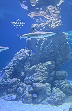 ▲▼台中海洋館。（圖／部落客NINI AND BLUE 玩樂食記授權提供）