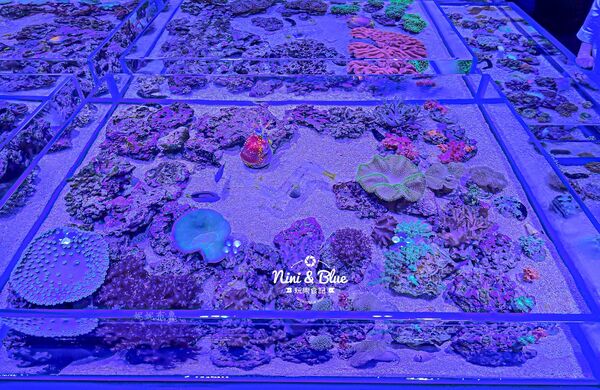 ▲▼台中海洋館。（圖／部落客NINI AND BLUE 玩樂食記授權提供）