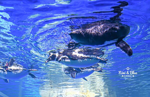 ▲▼台中海洋館。（圖／部落客NINI AND BLUE 玩樂食記授權提供）