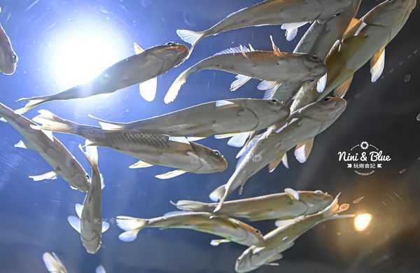 ▲▼台中海洋館。（圖／部落客NINI AND BLUE 玩樂食記授權提供）