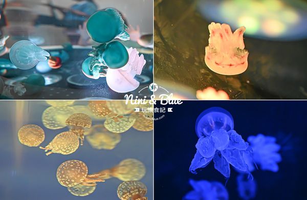 ▲▼台中海洋館。（圖／部落客NINI AND BLUE 玩樂食記授權提供）