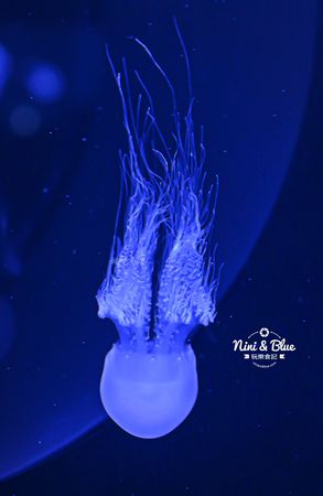 ▲▼台中海洋館。（圖／部落客NINI AND BLUE 玩樂食記授權提供）