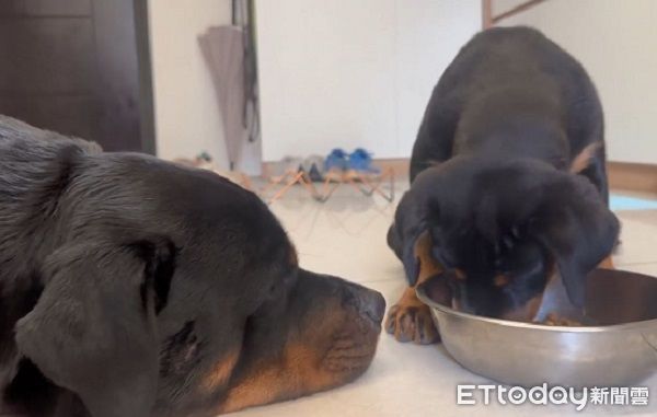 ▲。（圖／Threads@hingi__rottweiler提供，請勿隨意翻拍，以免侵權。）